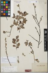 Foto von Salix heterophylla Host